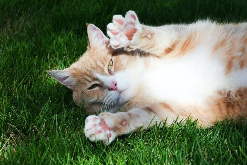 red tabby cat showing its paw pads