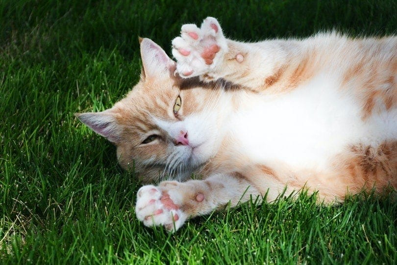 red tabby feline  showing its paw pads