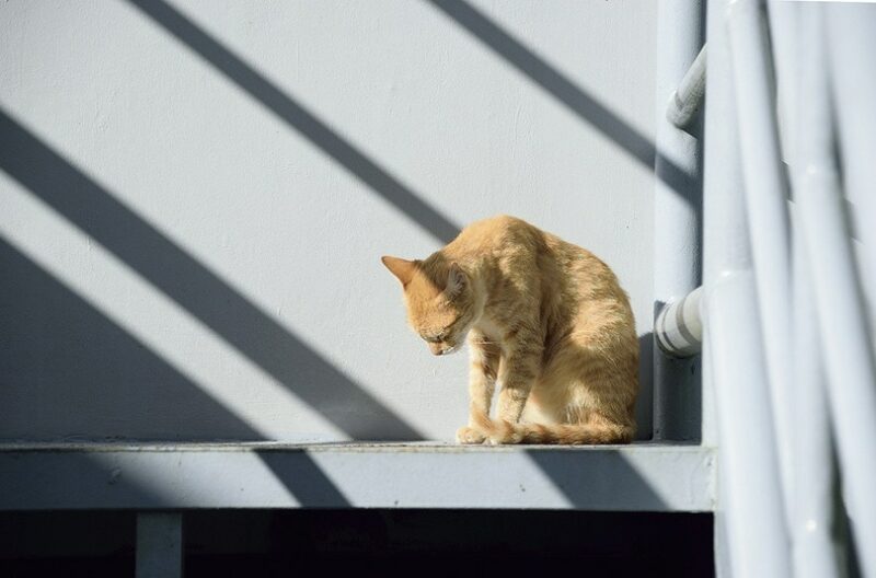 red tabby cat sitting alone