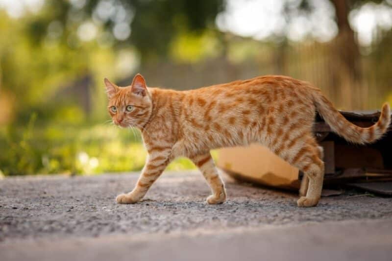 red tabby cat walks outdoor