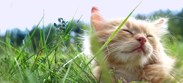 relaxed kitten in grass