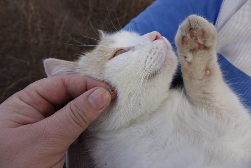 removed tick from cat