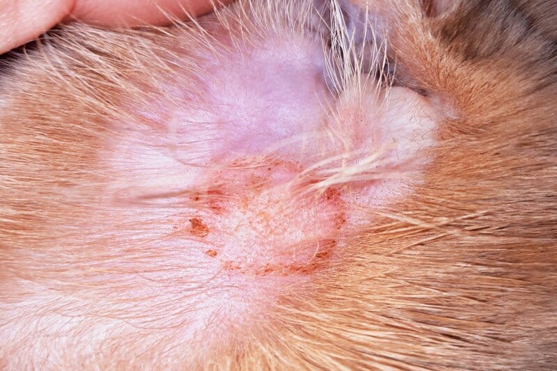 Ringworm lesion in cat
