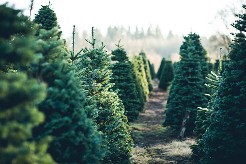 rows of Christmas trees outdoor