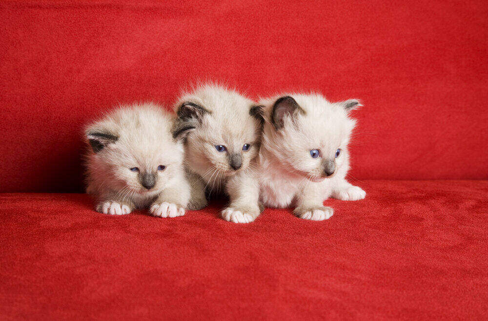 Snowshoe Lynx Point Siamese kittens