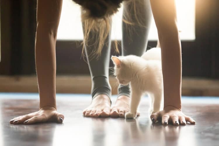 cat doing yoga