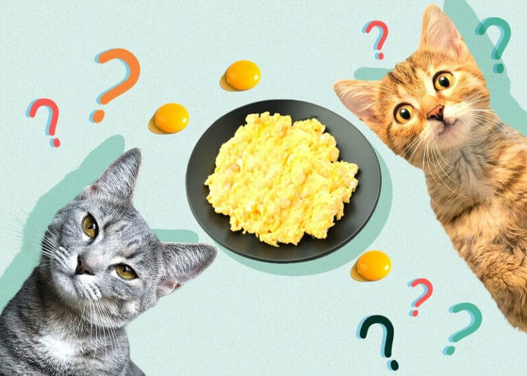 Can Cats Eat Scrambled Eggs? VetVerified Nutrition Facts & Info Catster