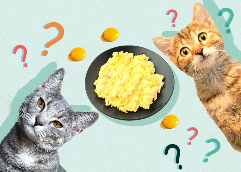 can cats eat scrambled eggs