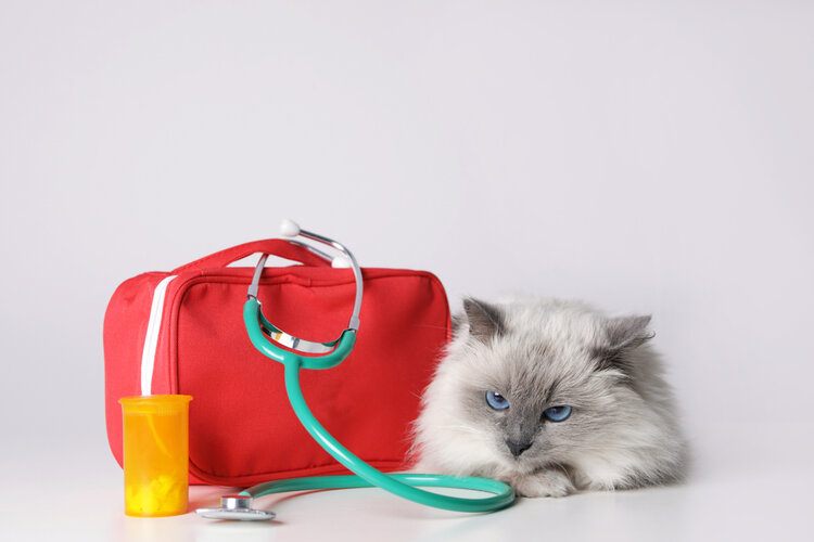 cat with medical supplies