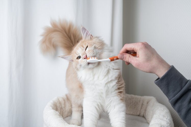 cat getting teeth brushed