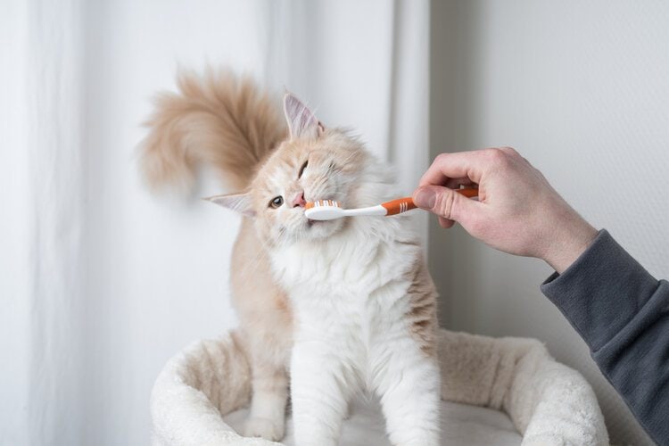 Should I Brush My Cat's Teeth? Vet Approved Advice & Tips Catster