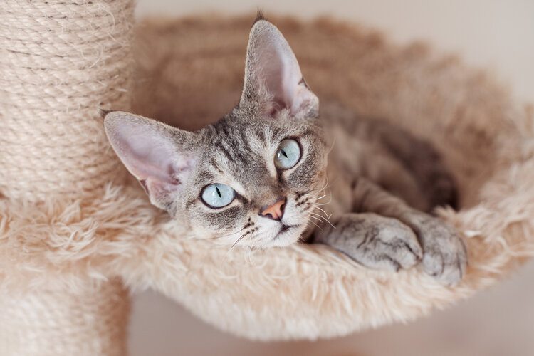 devon rex with blue eyes