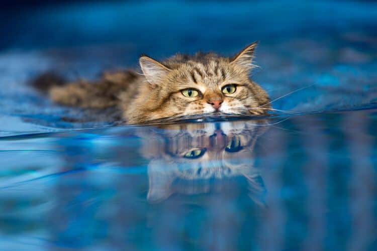 domestic cat swimming