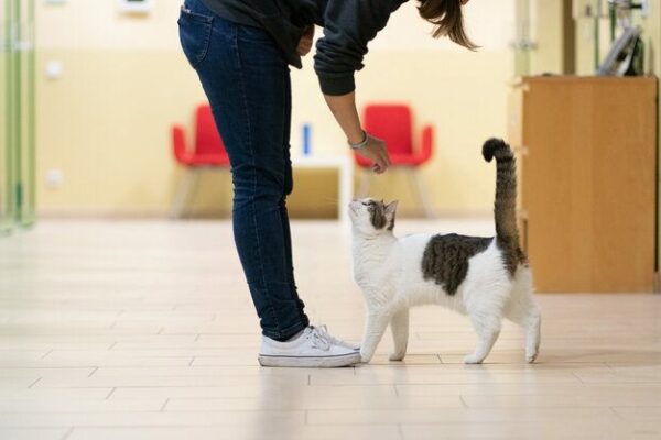 cat getting adopted
