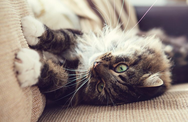 cat scratching couch