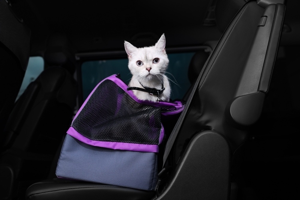 a-white-cat-in-a-pet-carrier-at-the-backseat-of-car