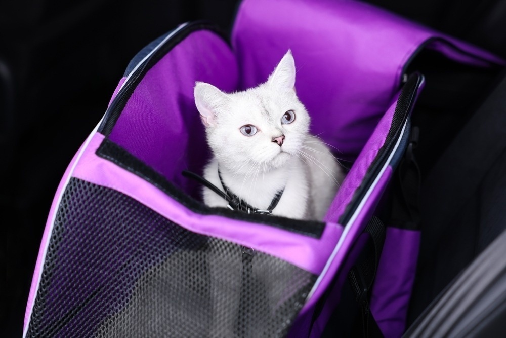 white cat in a carrier