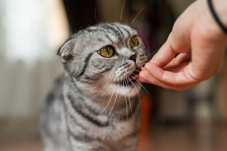 cat being fed food