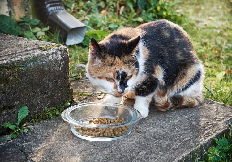 cat eating outdoors