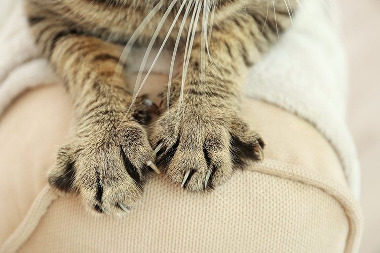 tabby cat claws