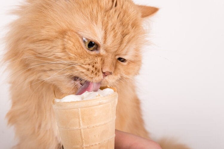 cat eating ice cream