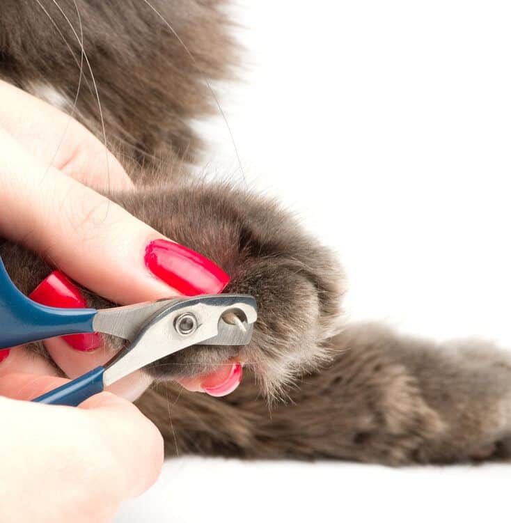 cat getting nails trimmed