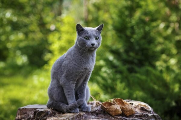 russian blue cat siiting on rock