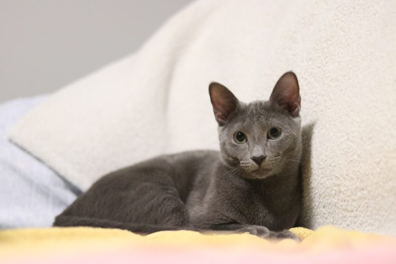 russian blue lying down