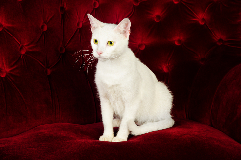 russian white cat