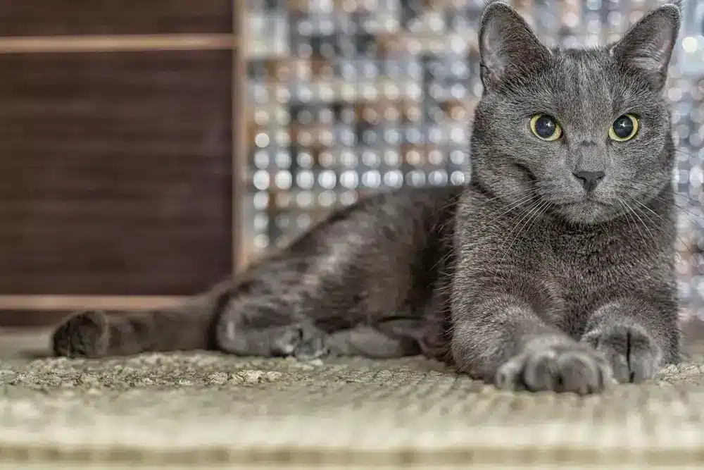 russian blue cat laying down