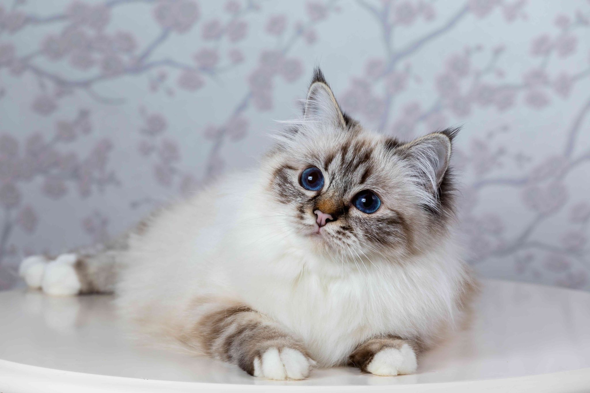 sacred birma seal tabby point on a light background_Borkin Vadim_Shutterstock