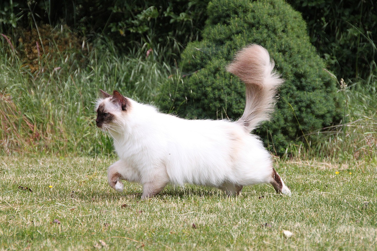 Birman cat running on grass