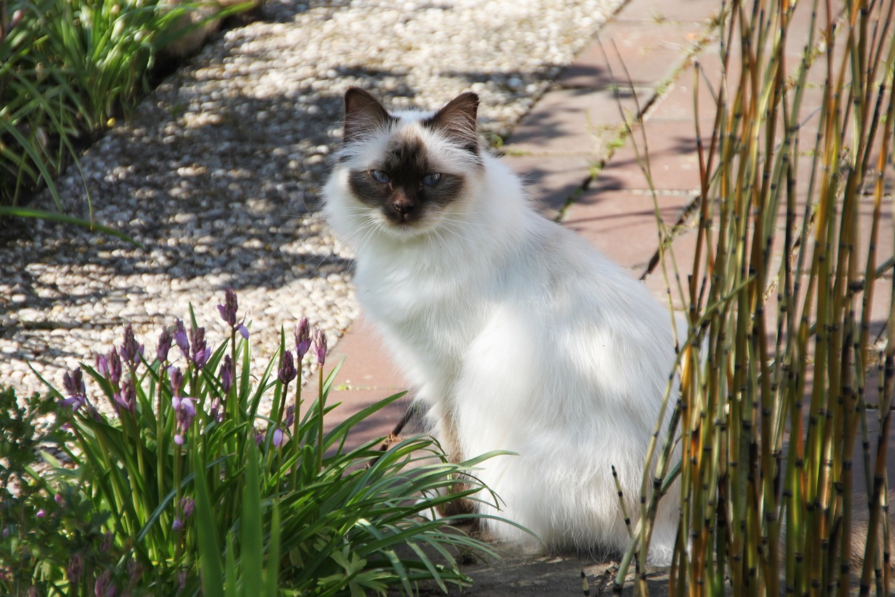 sacred birman cat in the garden