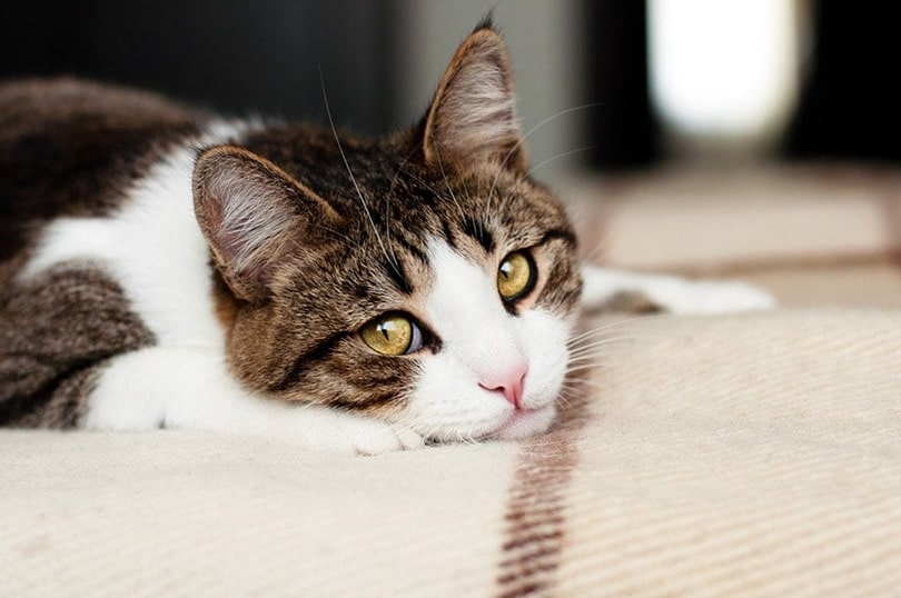 sad lonely cat lying on bed