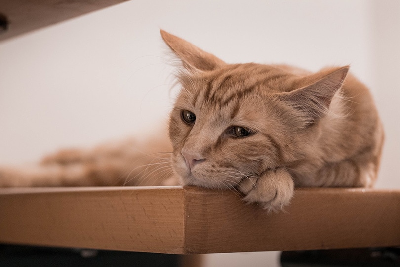 sad looking cat lying on a table