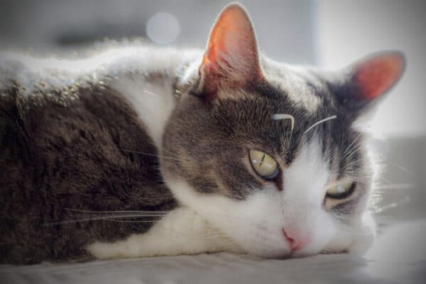 sad looking cat lying on bed