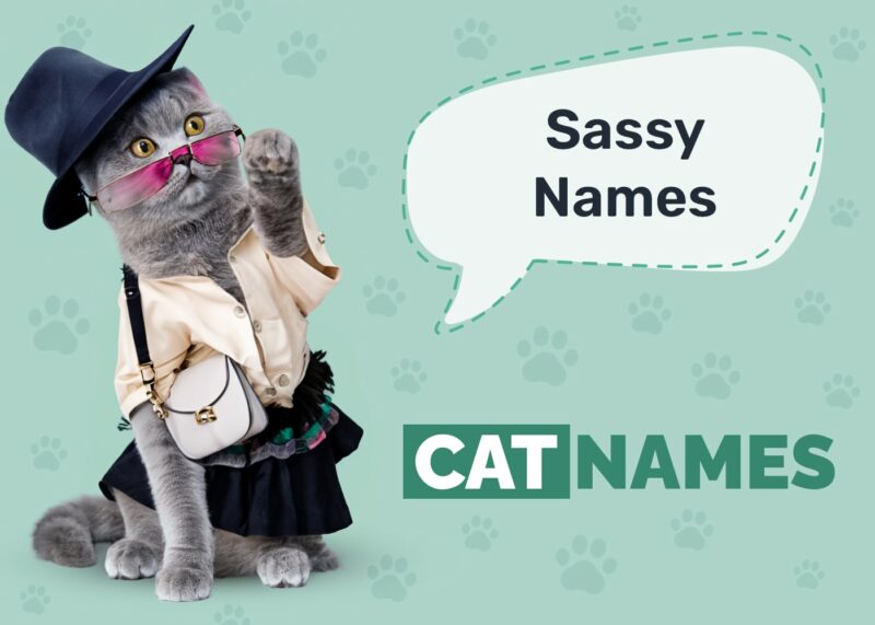 Sassy Cat Names