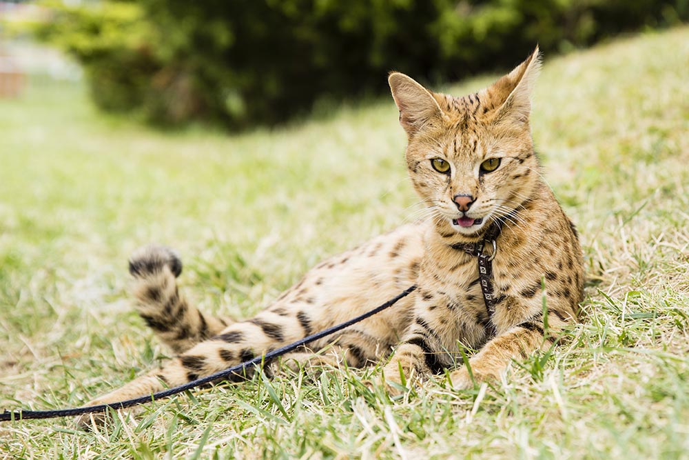 savannah cat on rope in green grass with tounght