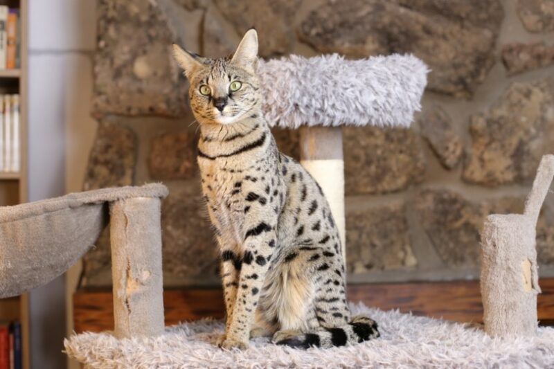 savannah cat sitting on cat tree