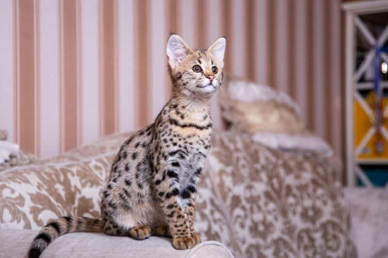 F1 savannah cat sitting on couch