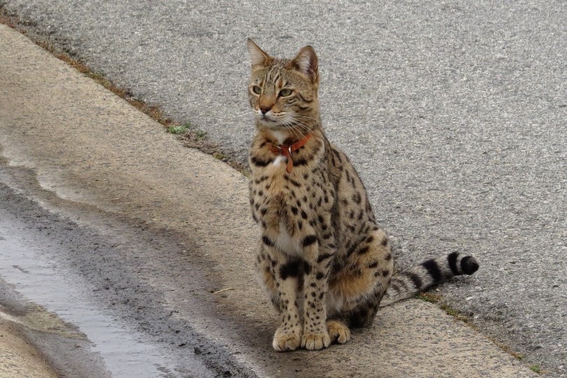 savannah sitting on the street