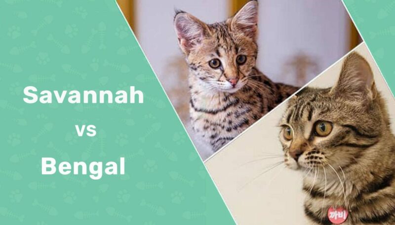 Bengal vs. Savannah Cat What s the Difference With Pictures