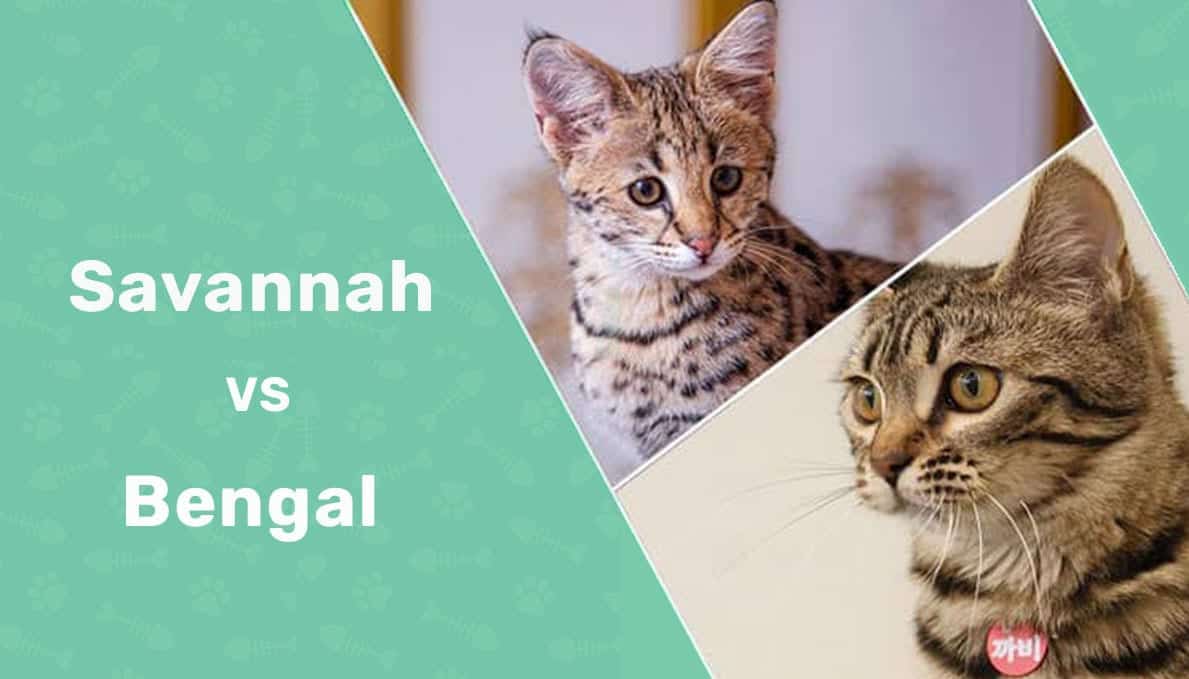 Bengal vs. Savannah Cat What’s the Difference? (With Pictures) Catster