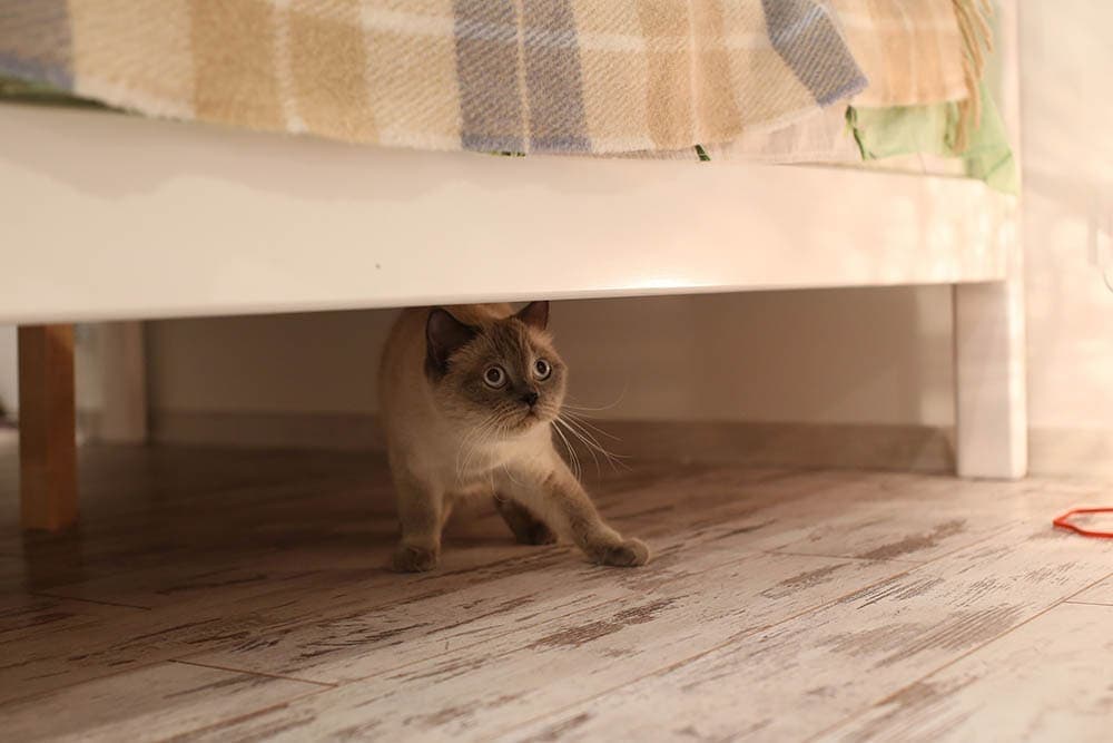 scared British blue-point cat hiding under the bed