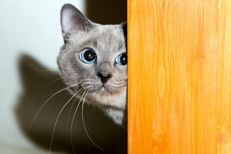 scared cat hiding behind the door