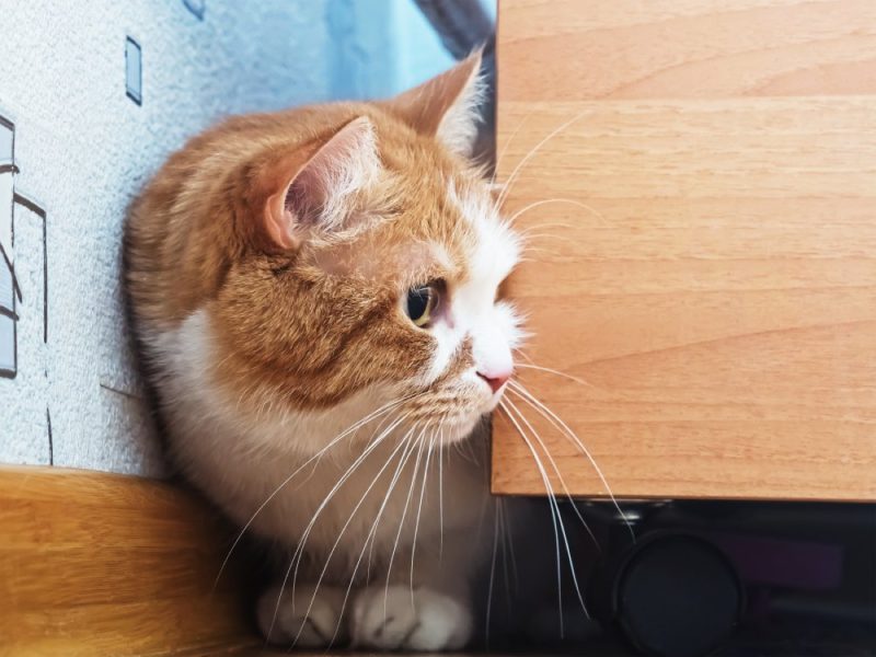 scared cat hiding behind the drawer