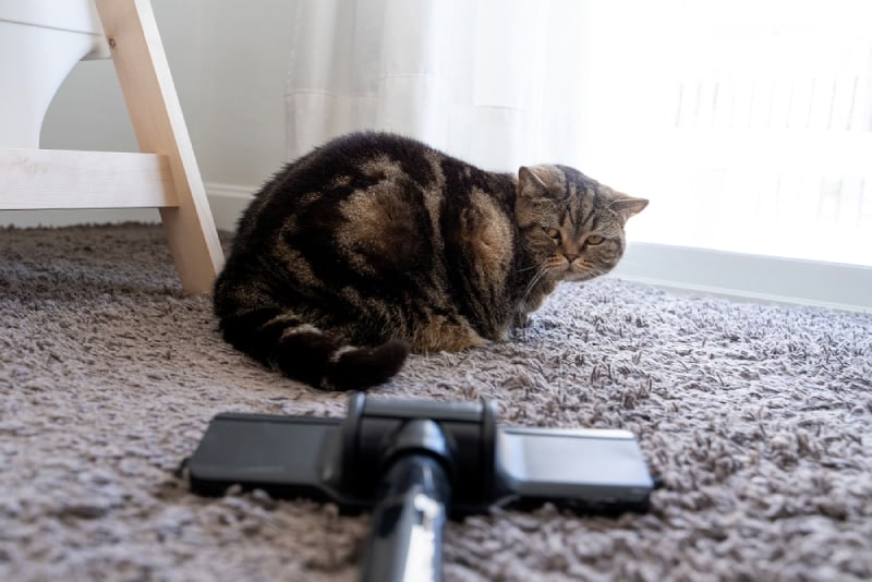 scared cat looking at the vacuum