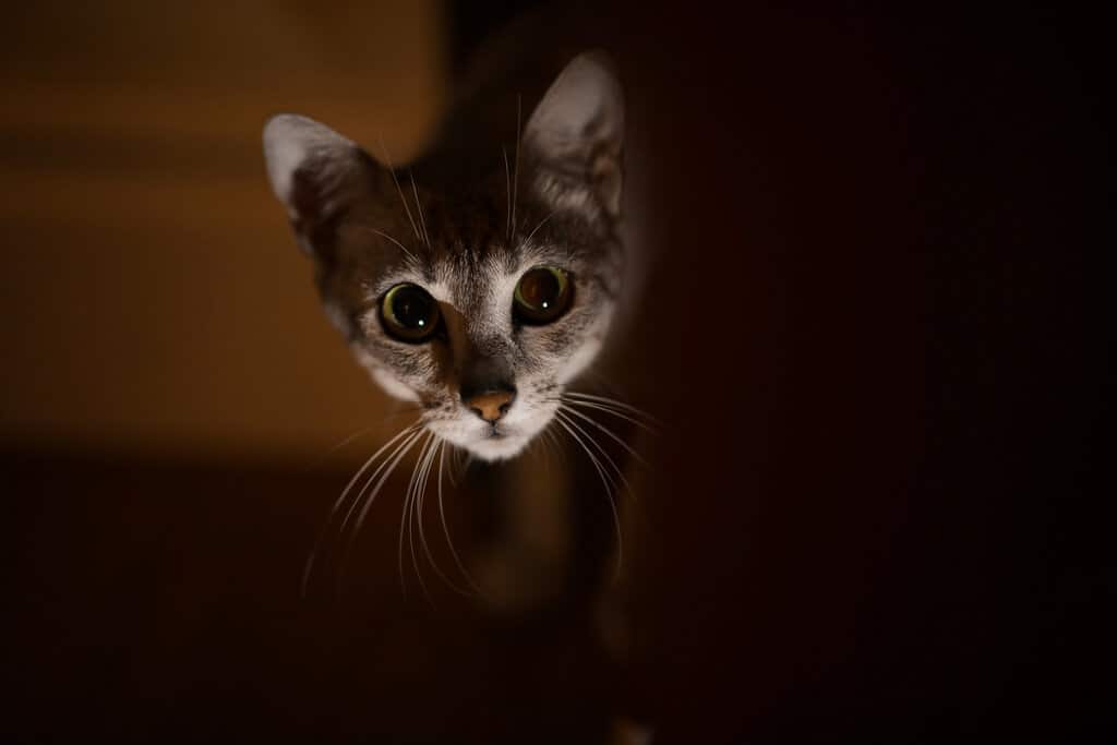 Scared egyptian Mau cat at night in the shadow