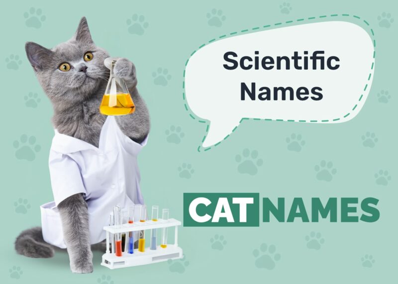 Scientific Cat Names