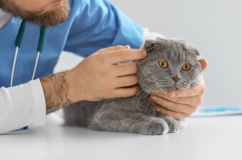 scottish fold cat checked by vet